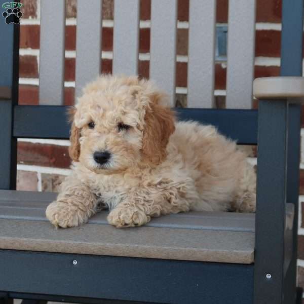 Gem, Mini Goldendoodle Puppy